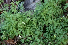 2017-11-30 Climbing Corydalis, Ceratocapnos claviculata