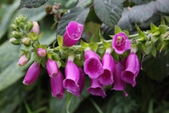 2017-12-05 Foxglove in December